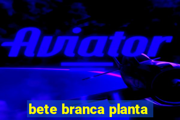 bete branca planta